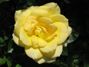 IMG_1738 yellow rose
