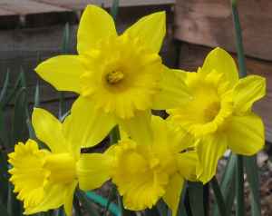 IMG_6450 12.4.25.daffodils